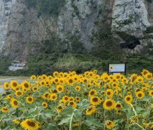 sunflower