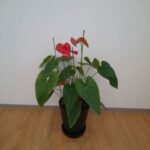 anthurium