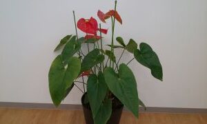 anthurium