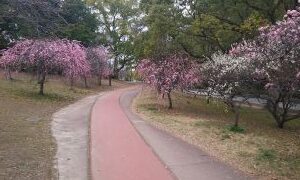 flower alley