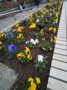 flower bed