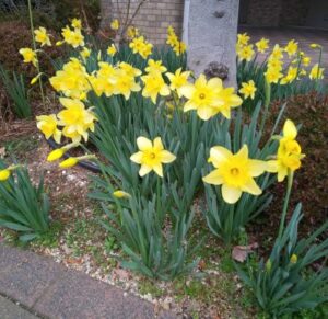 yellow daffodil