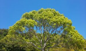 tree
