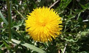 dandelion