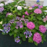 hydrangea