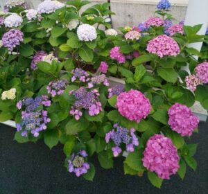 hydrangea