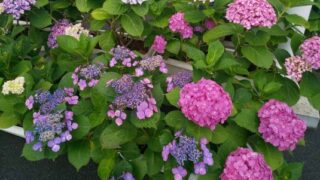 hydrangea