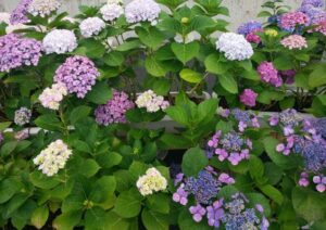 hydrangea