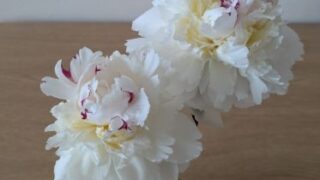 peony