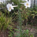 easter lily