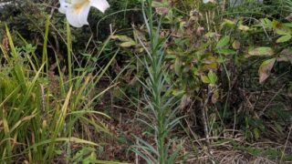 easter lily